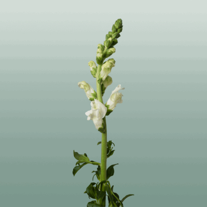 Snapdragon Antibes White (10 Stems)