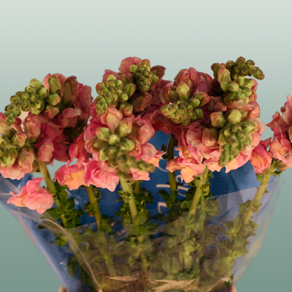 Snapdragon Costa Apricot