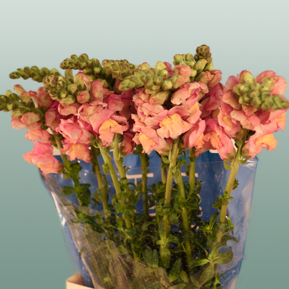 Snapdragon Costa Apricot