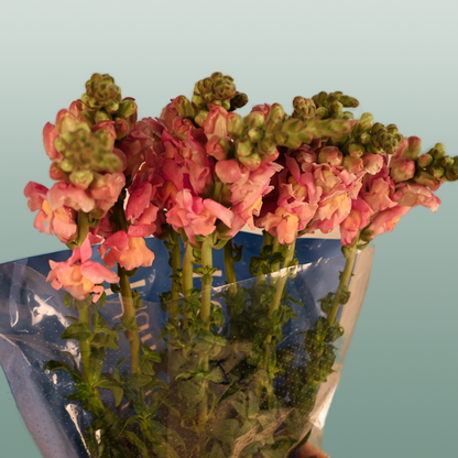 Snapdragon Costa Apricot