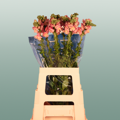 Snapdragon Costa Apricot