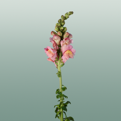 Snapdragon Costa Apricot