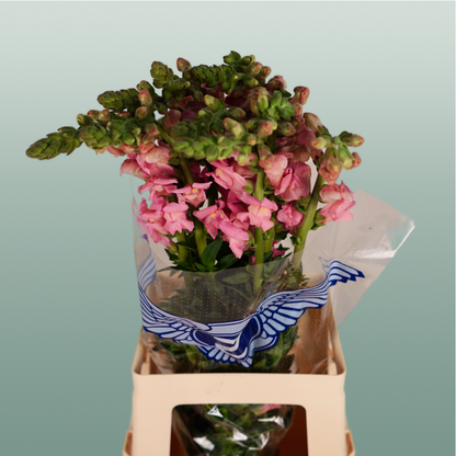 Snapdragon Potomac Pink