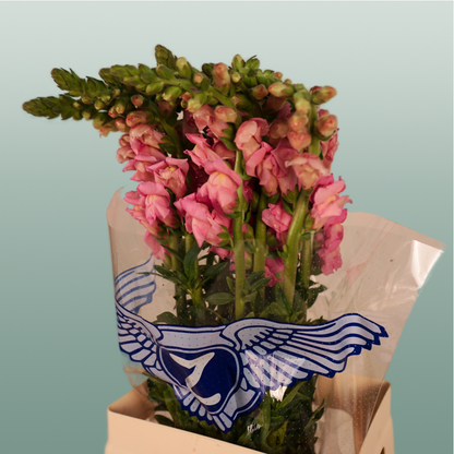 Snapdragon Potomac Pink