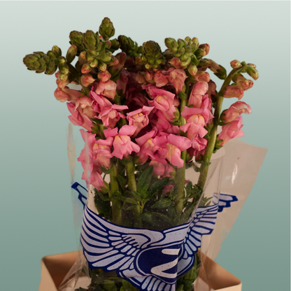 Snapdragon Potomac Pink