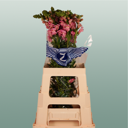 Snapdragon Potomac Pink