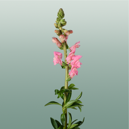 Snapdragon Potomac Pink