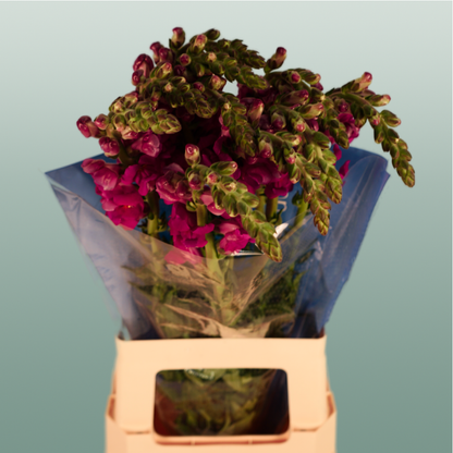 Snapdragonn Toulon Purple