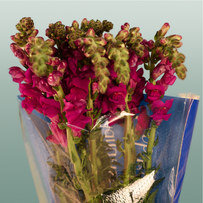 Snapdragonn Toulon Purple