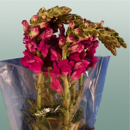 Snapdragonn Toulon Purple