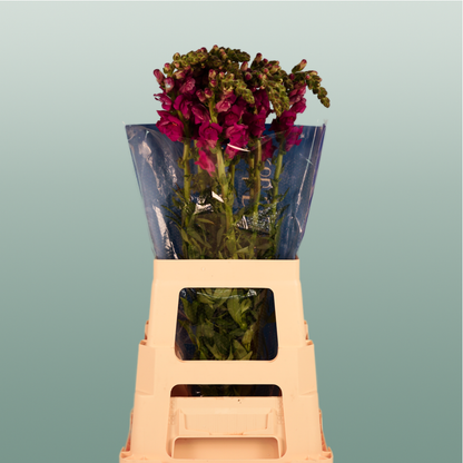 Snapdragonn Toulon Purple