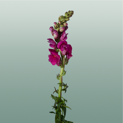 Snapdragonn Toulon Purple