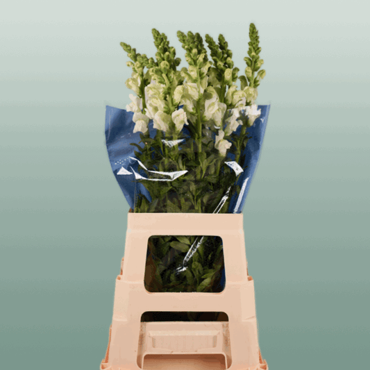 Antirrhinum Antibes White (10 Stems)