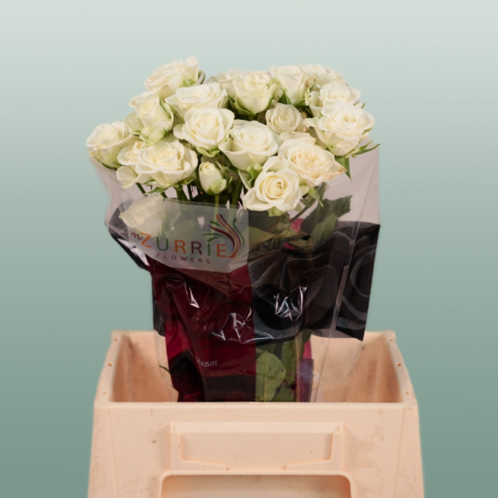 Spray Rose Snowflake (10 Stems)