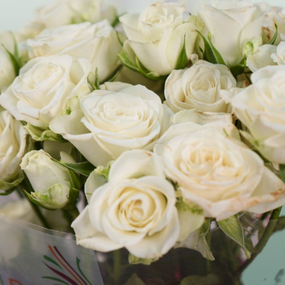 Spray Rose Snowflake (10 Stems)