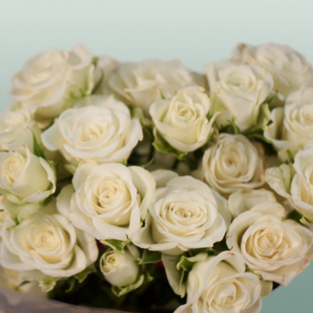 Spray Rose Snowflake (10 Stems)