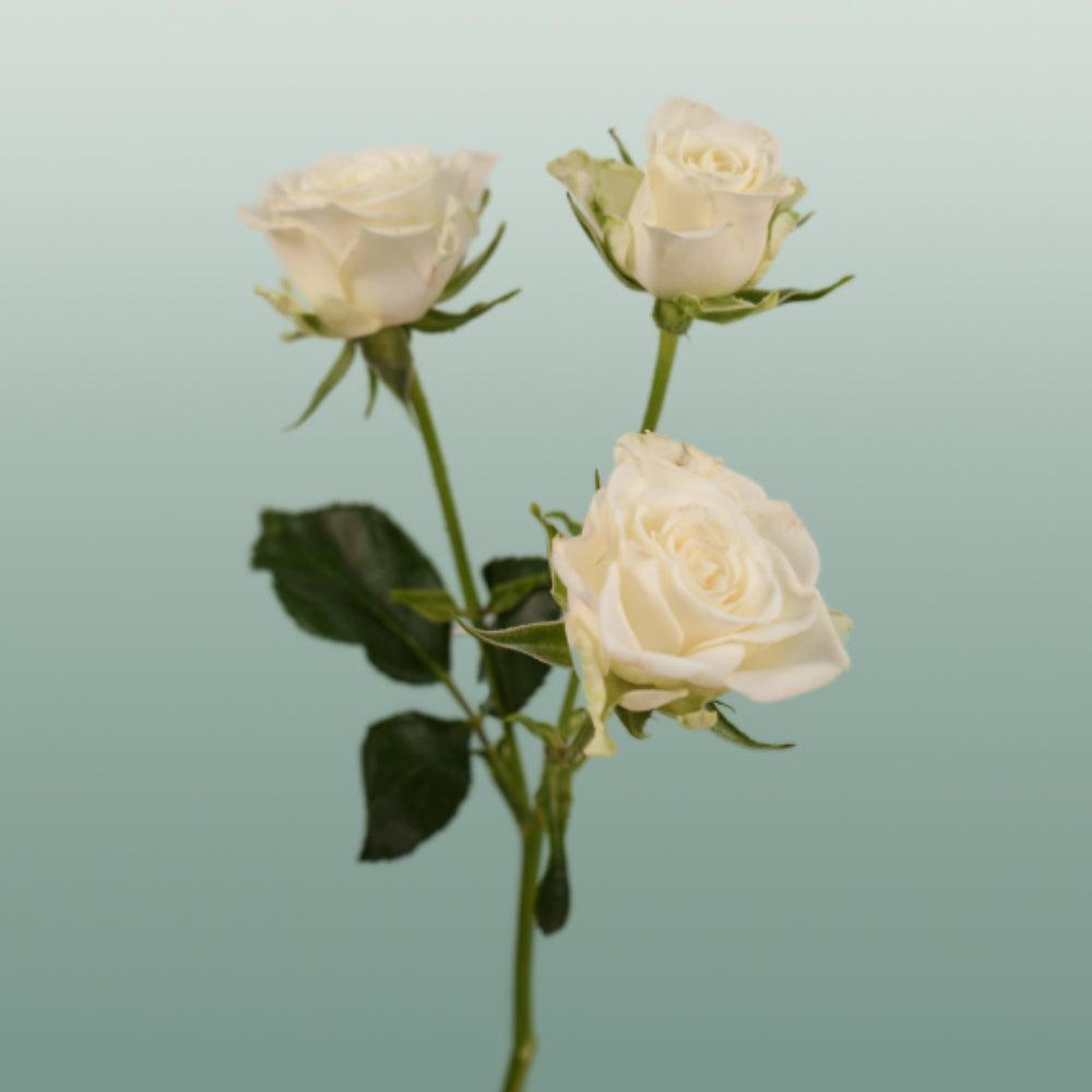 Spray Rose Snowflake (10 Stems)