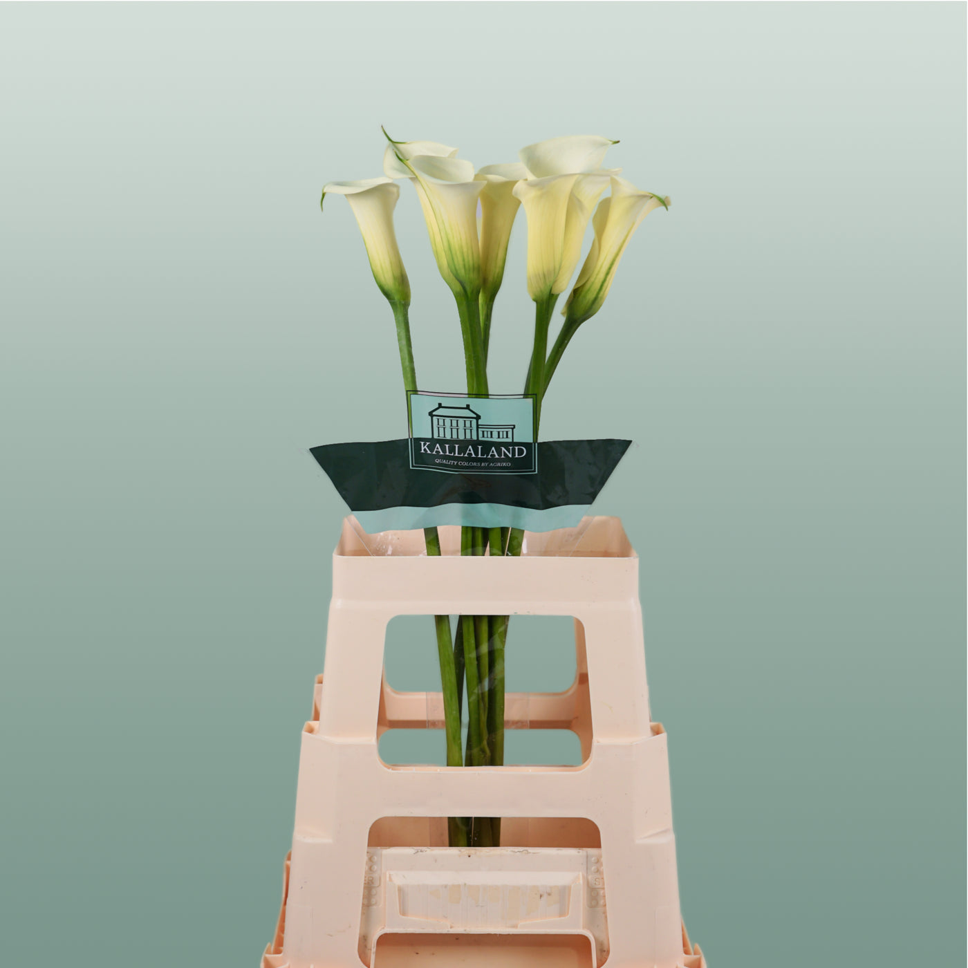 Calla Lily - Zantedeschia