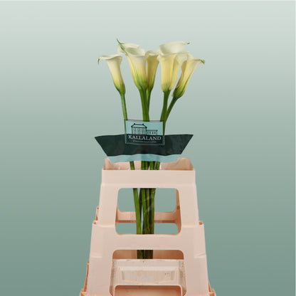 Calla Snowstar (10 Stems)