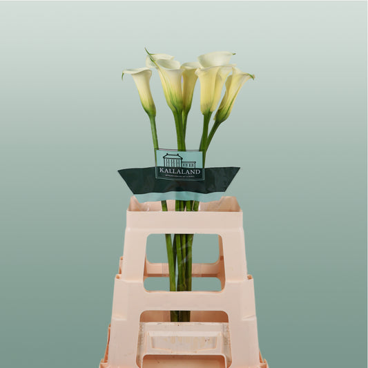 Calla Snowstar(10 Stems)