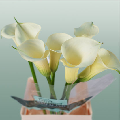 Calla Snowstar (10 Stems)