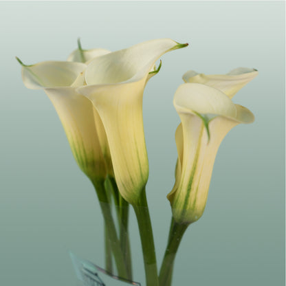 Calla Snowstar (10 Stems)