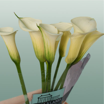 Calla Snowstar (10 Stems)