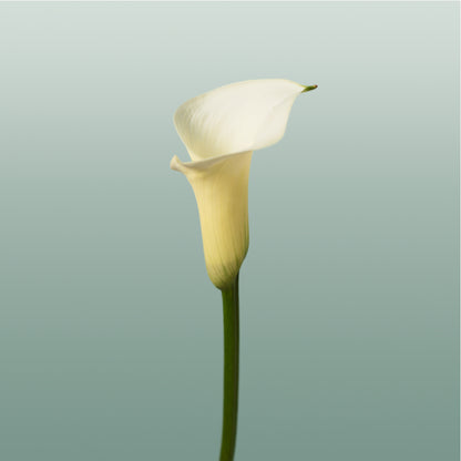 Calla Snowstar (10 Stems)