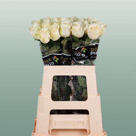 Rose Snowstorm 40-60cm (20 Stems)
