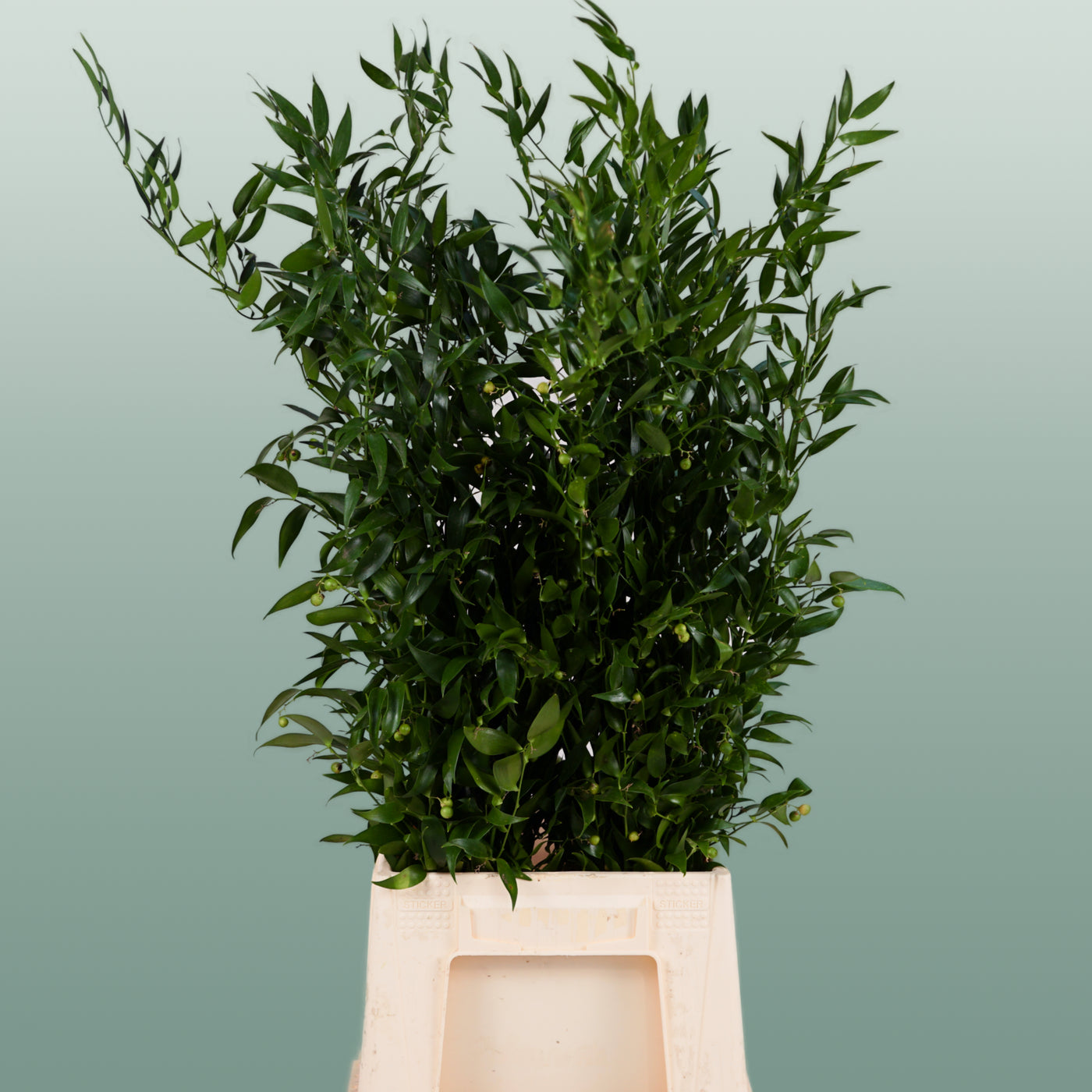 GR Ruscus Ita (Soft) (2 Bunches)