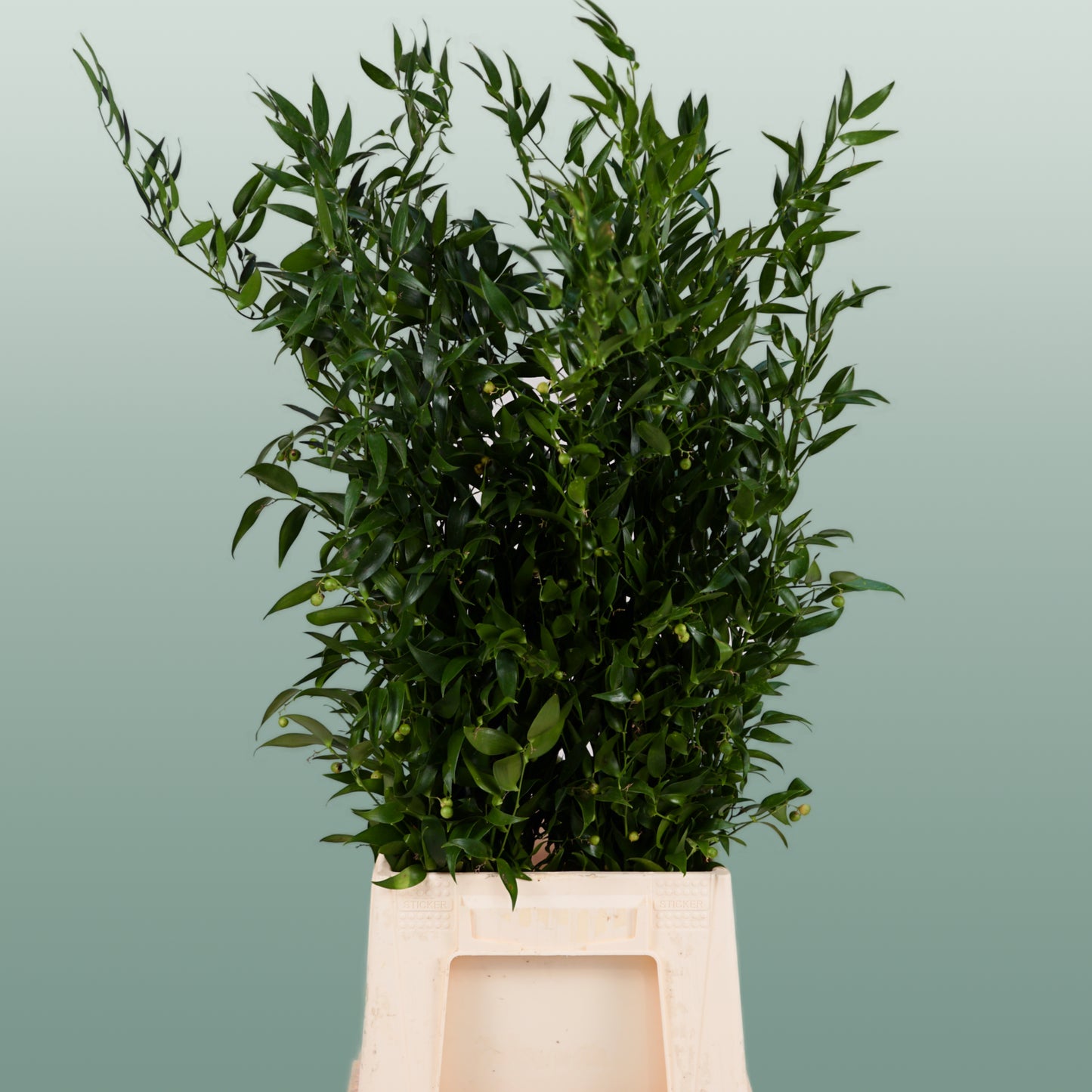 Dec Ruscus Soft (2 Bunches)