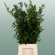 Ruscus Soft