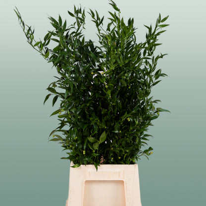 GR Ruscus Ita (Soft) (2 Bunches)