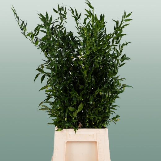 Ruscus Soft