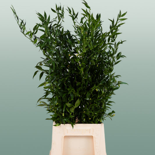 Dec Ruscus Soft (2 Bunches)