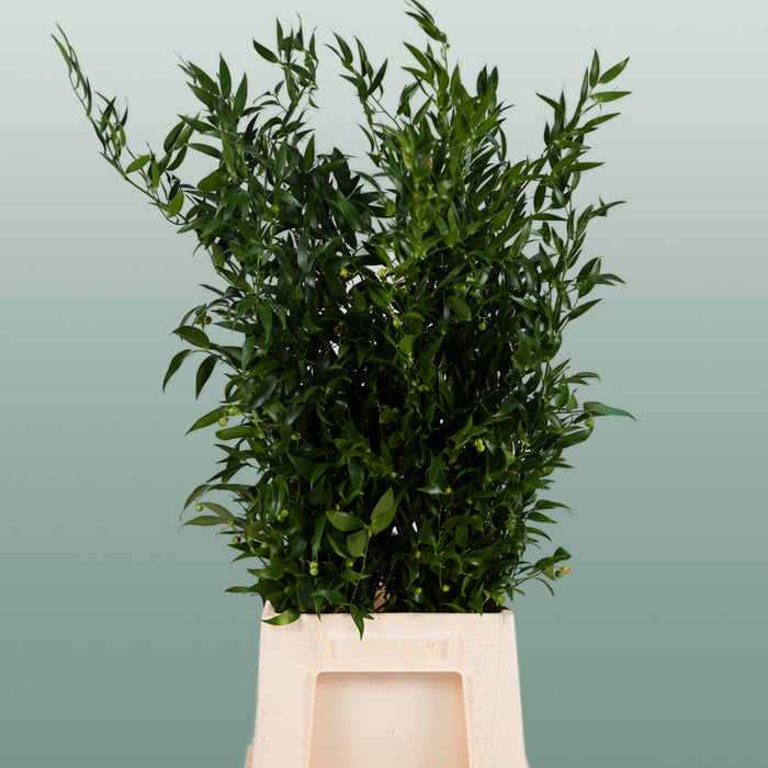 Ruscus Soft