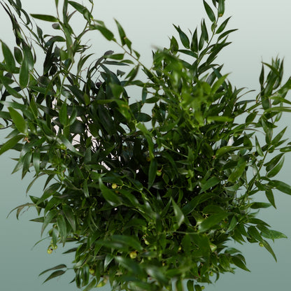 GR Ruscus Ita (Soft) (2 Bunches)