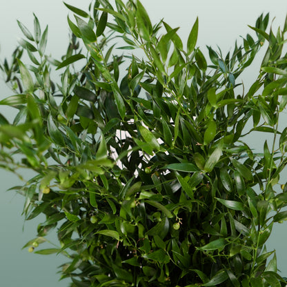GR Ruscus Ita (Soft) (2 Bunches)