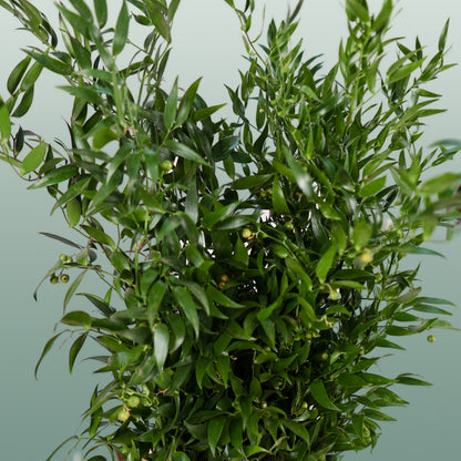 GR Ruscus Ita (Soft) (2 Bunches)