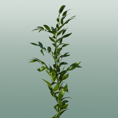 GR Ruscus Ita (Soft) (2 Bunches)