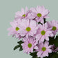 Chrysanthemum Spray Softone (20 Stems)