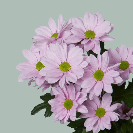 Chrysanthemum Softone (20 Stems)