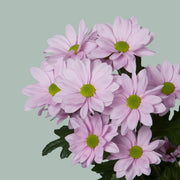 Chrysanthemum Spray Softone