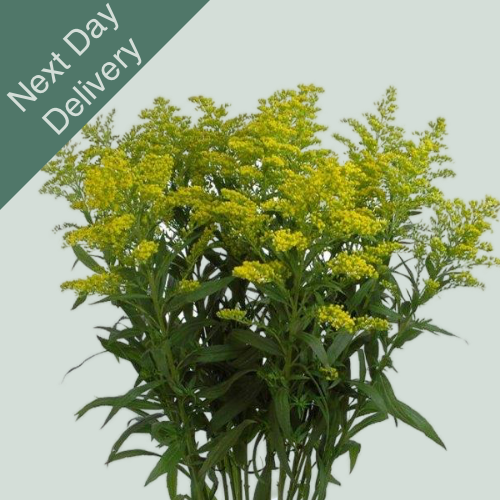 Solidago - 25 Stems (Next Day)