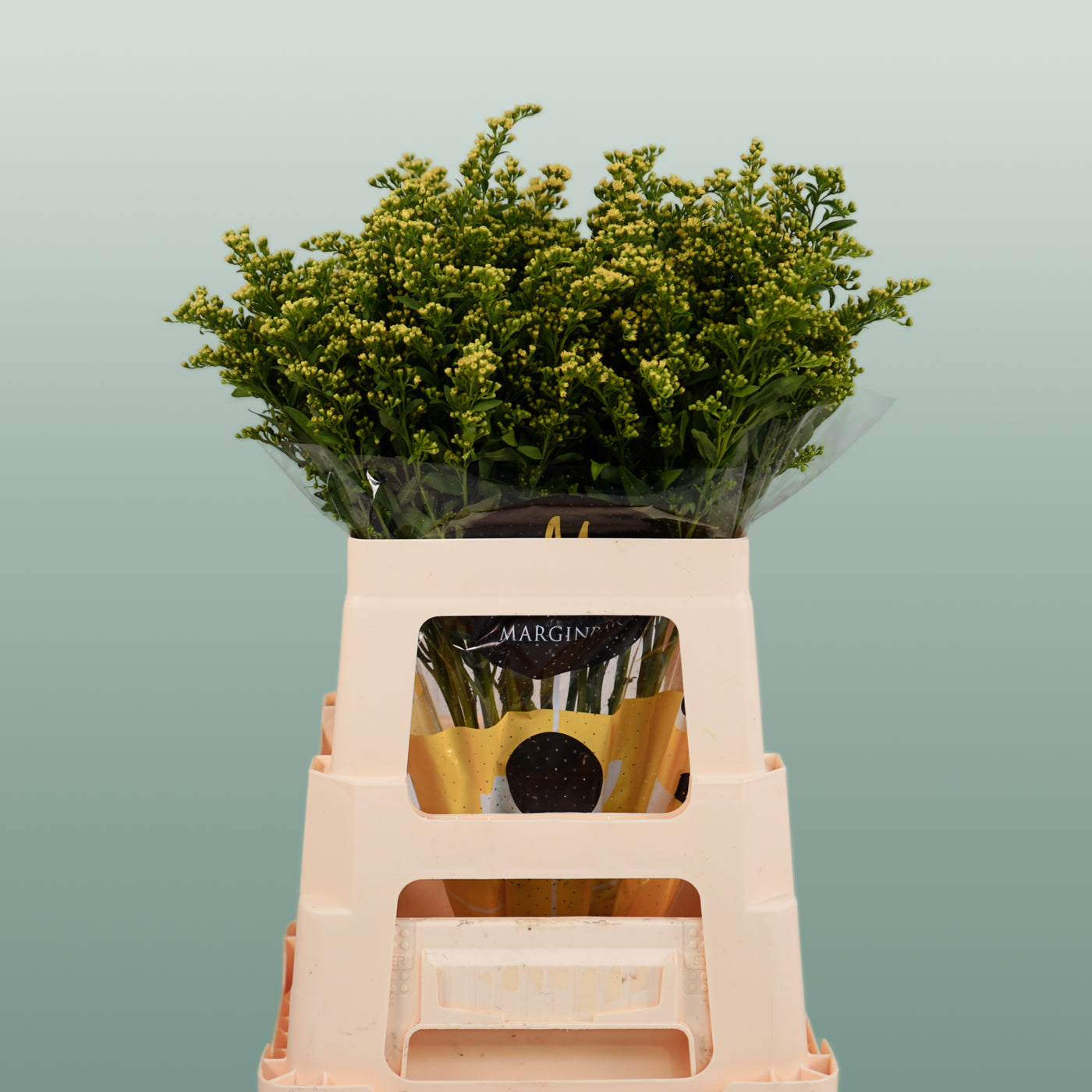 Solidago Carzan Glory (25 Stems)