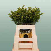 Solidago ‘Glory’ Yellow Flower Stems – 70cm