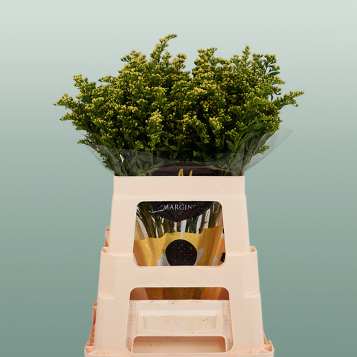 Solidago ‘Glory’ Yellow Flower Stems – 70cm