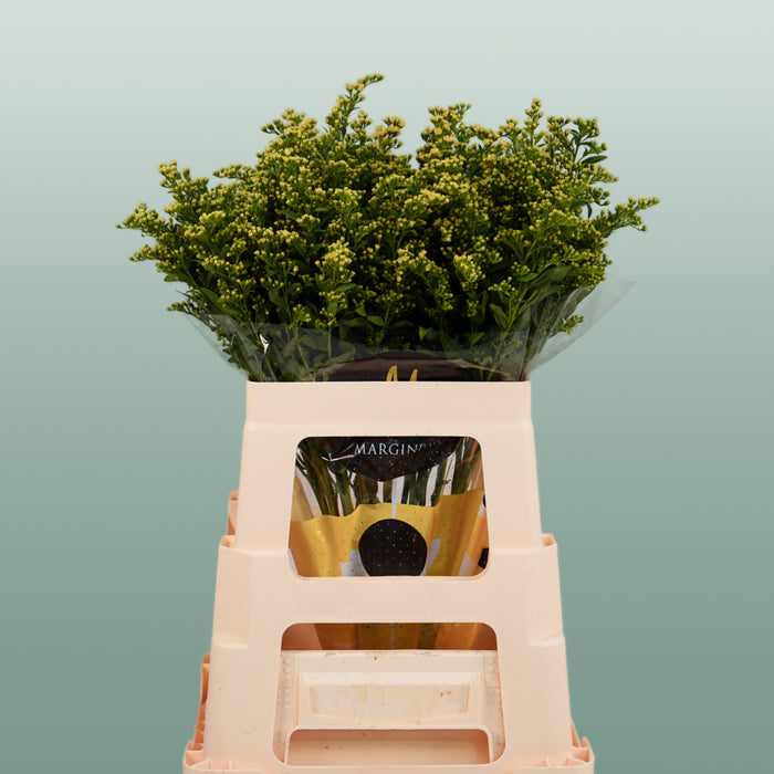 Solidago ‘Glory’ Yellow Flower Stems – 70cm