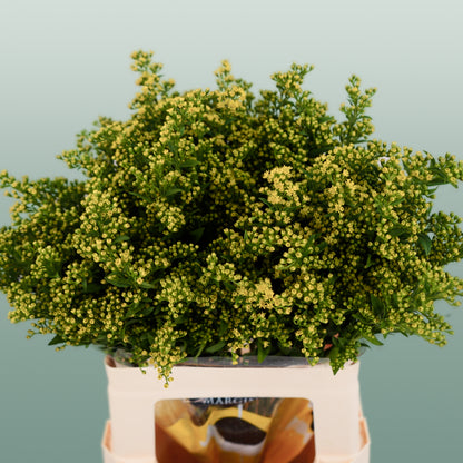 Solidago Carzan Glory (25 Stems)