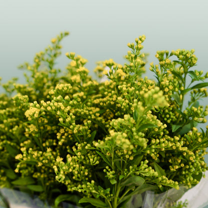 Solidago Carzan Glory (25 Stems)